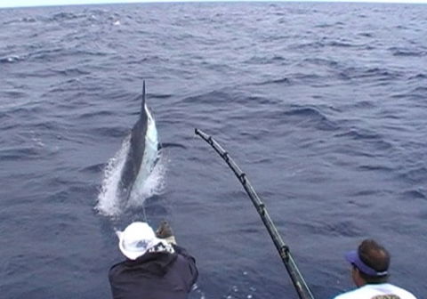Amokura Charters - Accommodation Australia 0