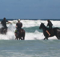 Pegasus Park Equestrian Centre - Local Tourism