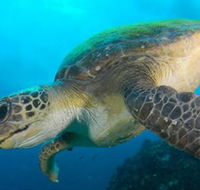 Byron Bay Dive Centre - Local Tourism