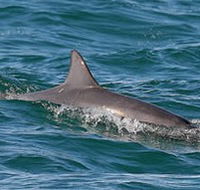 Byron Bay Dolphin Wildlife Tours - Local Tourism