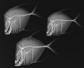 X-Ray Vision: Fish Inside Out - Accommodation Australia 0
