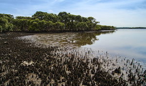 Towra Point Nature Reserve