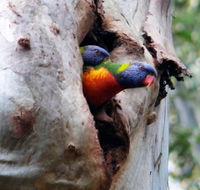 Cumberland State Forest - Accommodation Australia