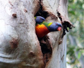 Cumberland State Forest - Accommodation Australia 0