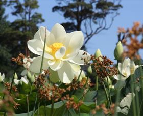 Mt Penang Gardens - Accommodation Australia 2
