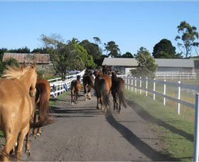 Darkes Forest Riding Ranch - Local Tourism 1