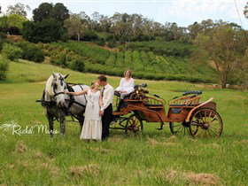 Classic Carriage Drives - Local Tourism 2