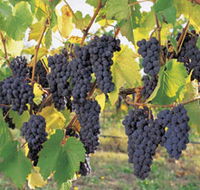 Hills Short Wine and Food Trail - Local Tourism