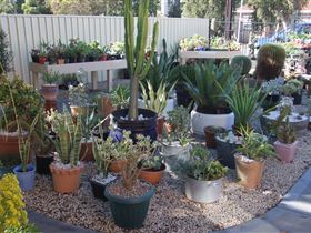 Cactus Creations - Local Tourism 1