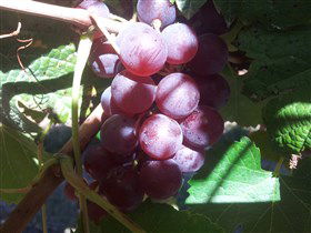 Top Note Vineyard - Local Tourism 1