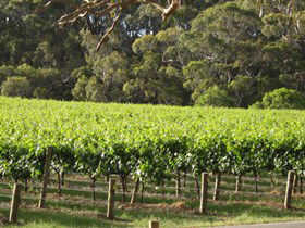 Top Note Vineyard - Local Tourism 2