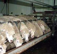 Island Pure Sheep Dairy And Cheese Factory - Local Tourism