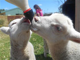 Animal Farm Goolwa - Accommodation Australia 1