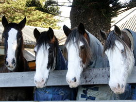 Victor Harbor Horse Drawn Tramway - Accommodation Australia 0