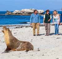 Seal Bay Conservation Park - Local Tourism