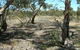 Tintinara Walking Trail - thumb 0