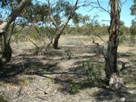 Tintinara Walking Trail - Local Tourism 0