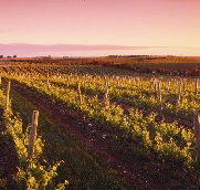 Ralph Fowler Wines - Bed n Breakfasts
