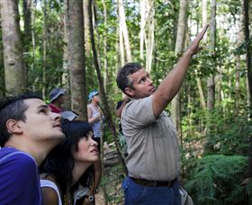 Paluma And Crystal Creek Rainforest - Local Tourism 2