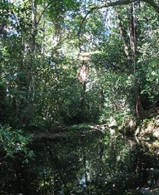 Wabunga Wayemba (Charmillan Creek Walking Track) - Accommodation Australia 0