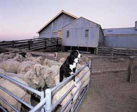 Shear Outback The Australian Shearers Hall Of Fame - Accommodation Australia 1