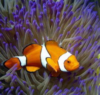 Reef HQ Aquarium - Local Tourism