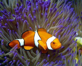 Reef HQ Aquarium - Local Tourism 0