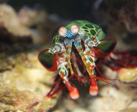 Reef HQ Aquarium - Local Tourism 3