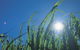 Australian Sugar Industry Museum - thumb 0