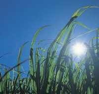 Australian Sugar Industry Museum - Local Tourism