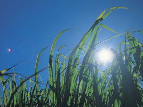 Australian Sugar Industry Museum - Accommodation Australia 0