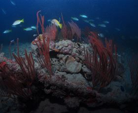 Lady Bowen Dive Site - Local Tourism 3
