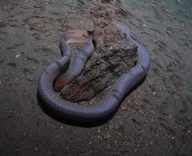 Lady Bowen Dive Site - Local Tourism 2