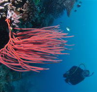 Eddy Reef Dive Site - Accommodation Australia