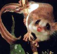 Carrowong Fauna Sanctuary - Accommodation Australia