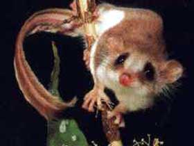 Carrowong Fauna Sanctuary - Accommodation Australia 0