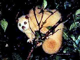 Carrowong Fauna Sanctuary - Accommodation Australia 1