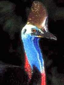 Carrowong Fauna Sanctuary - Accommodation Australia 2