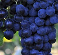 De Bortoli Wines Bilbul - Local Tourism