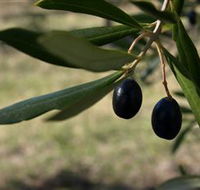 Red Rock Olives - Accommodation Australia