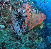 SS Yongala Dive Site - Local Tourism