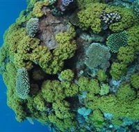 Keeper Reef Dive Site - Local Tourism