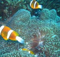 Davies Reef Dive Site - Local Tourism