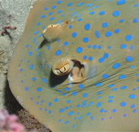 Jorgey's Patch Dive Site - Accommodation Australia