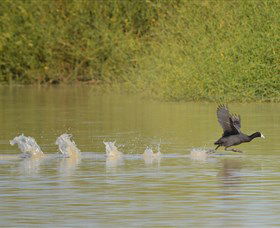 Lake Cowal - Accommodation Australia 1