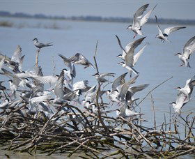 Lake Cowal - Accommodation Australia 2