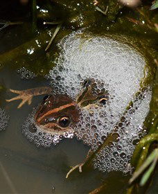 Lake Cowal - Accommodation Australia 5