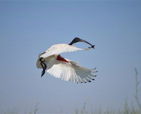 Lake Cowal - Accommodation Australia 4