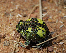 Lake Cowal - Accommodation Australia 3