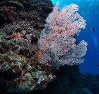 Barracuda Bommie Dive Site - Australia Shopping